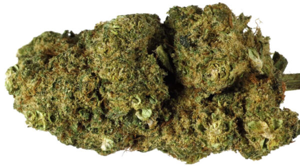 ORANGE BUD